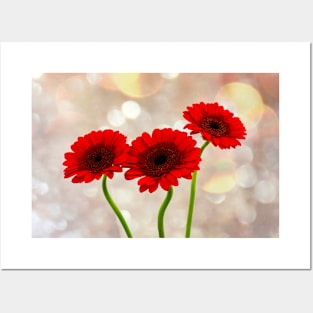 Red Gerbera Times Three Posters and Art